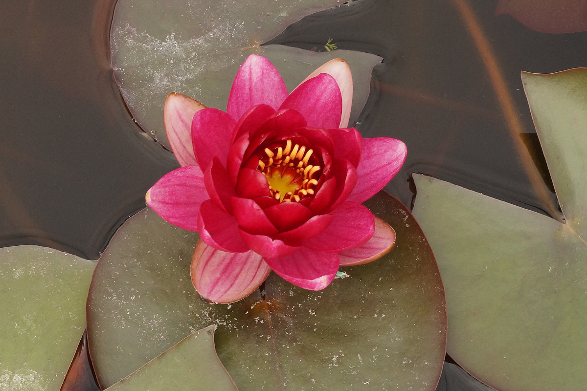 Nymphaea Hybride 'Perry's Baby Red'