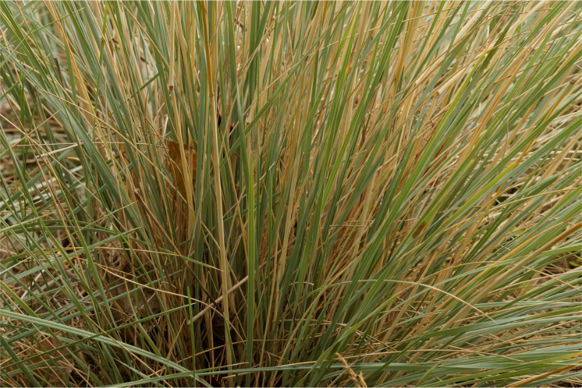 Helictotrichon sempervirens 'Saphirsprudel' - Blaustrahlhafer