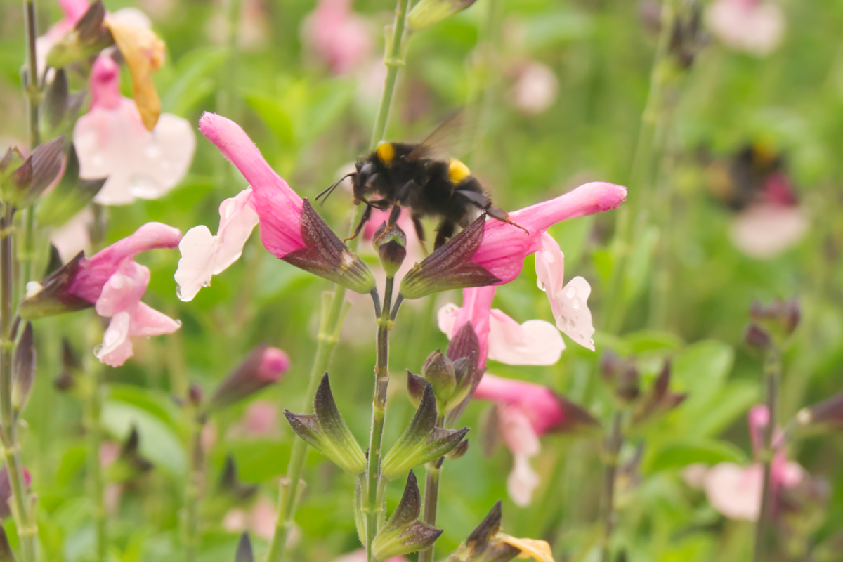 Salvia greggii 'Dancing Dolls'