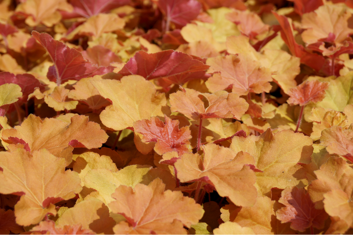 Heuchera villosa 'Caramel' (R)