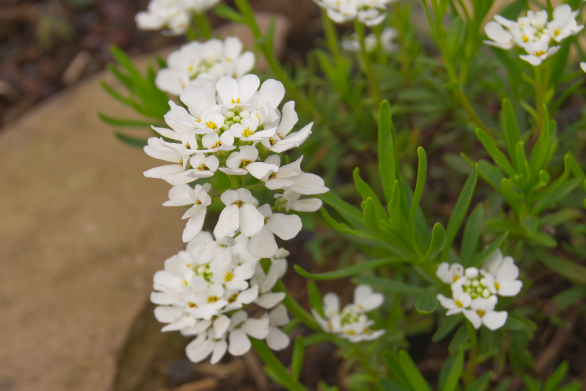 Iberis sempervirens 'Findel'