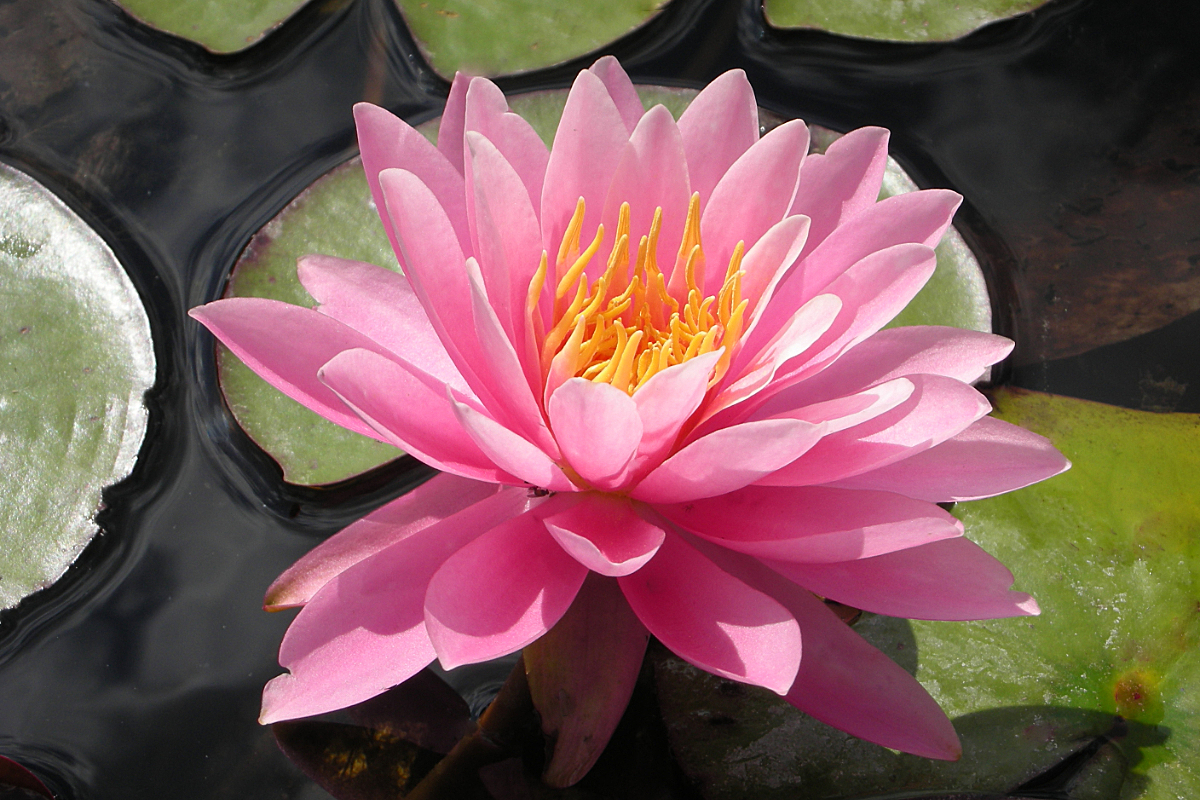 Nymphaea Hybride 'Lilofee'