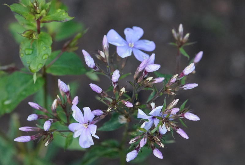 Phlox Paniculata-Hybr. 'Great Smoky Mountains' (ehemals amplifolia)
