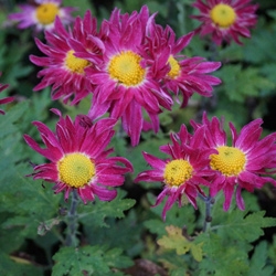 Chrysanthemum Oury