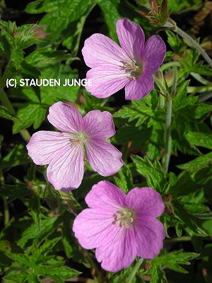 Geranium endressii
