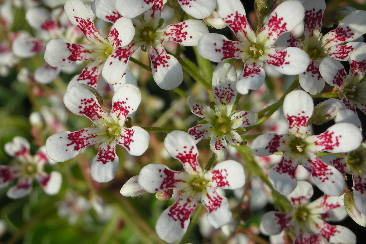 Saxifraga Hybride 'Southside Seedling'