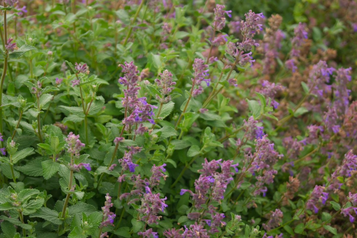 Nepeta racemosa 'Grog' - Katzenminze