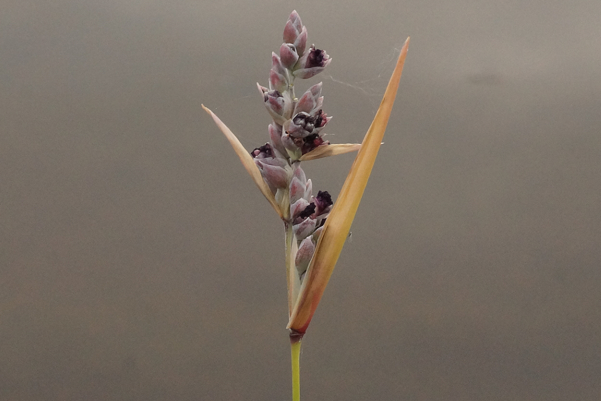 Thalia dealbata