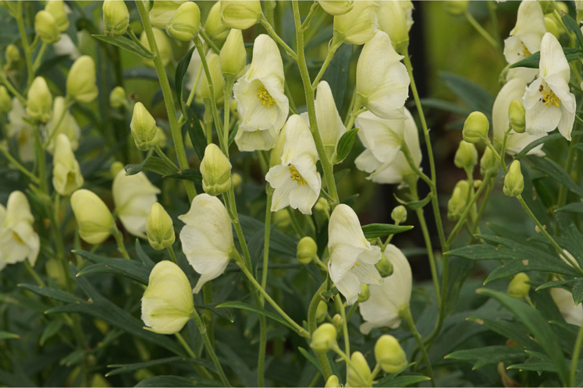 Aconitum napellus 'Album' - Eisenhut