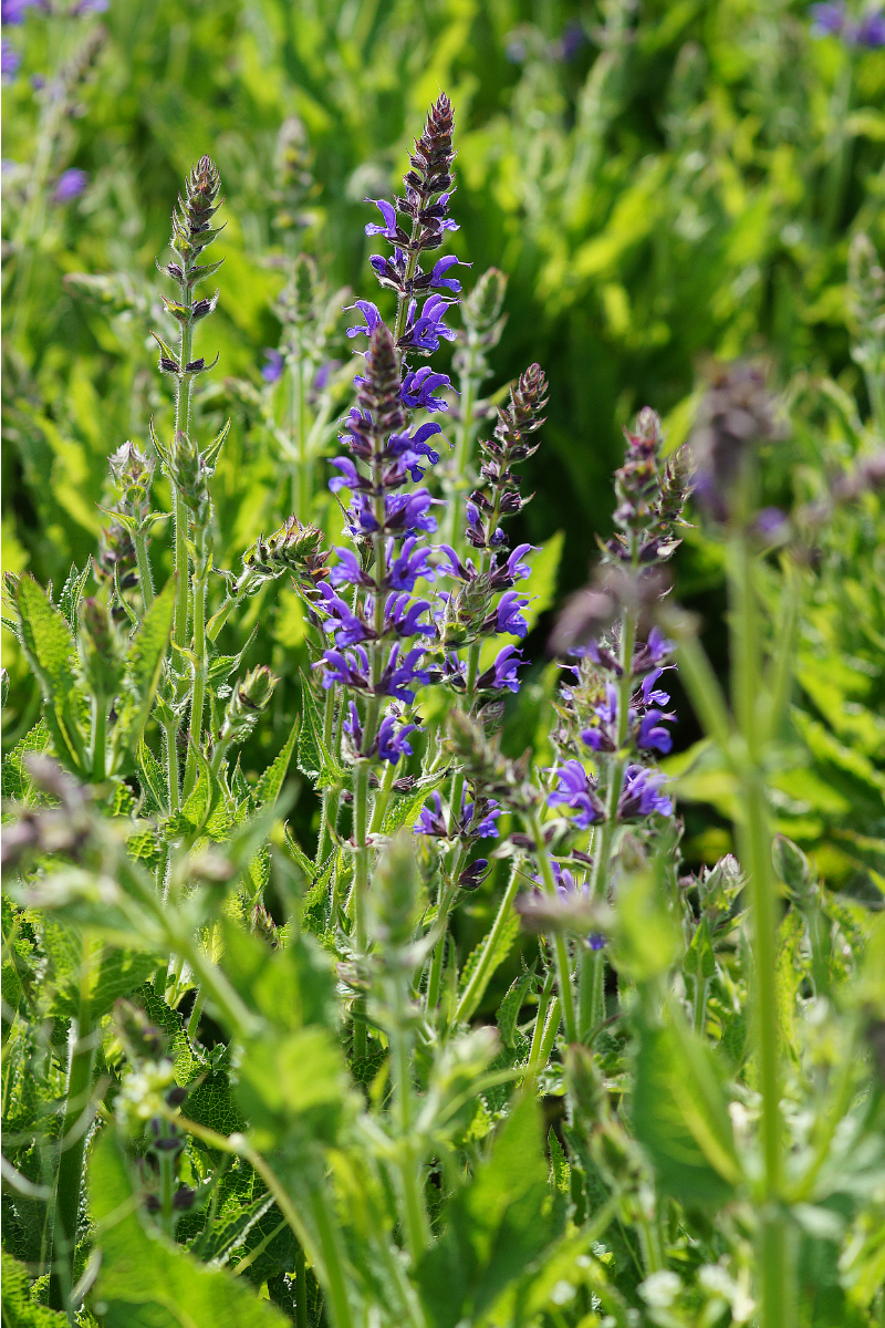 Salvia nemorosa 'Rügen'