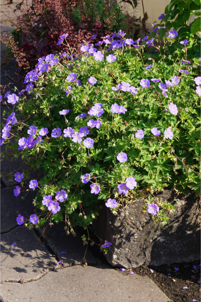 Geranium Hybride 'Rozanne' (R)