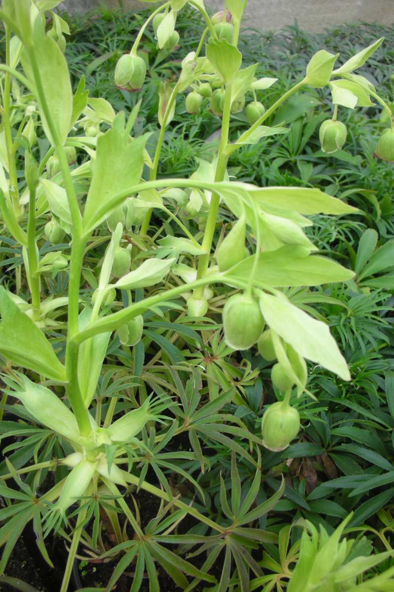 Helleborus foetidus - Nieswurz