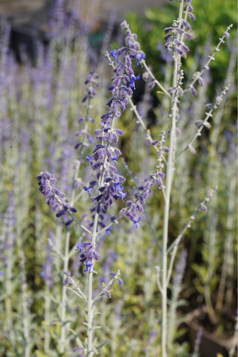 Perovskia abrotanoides 'Little Spire'