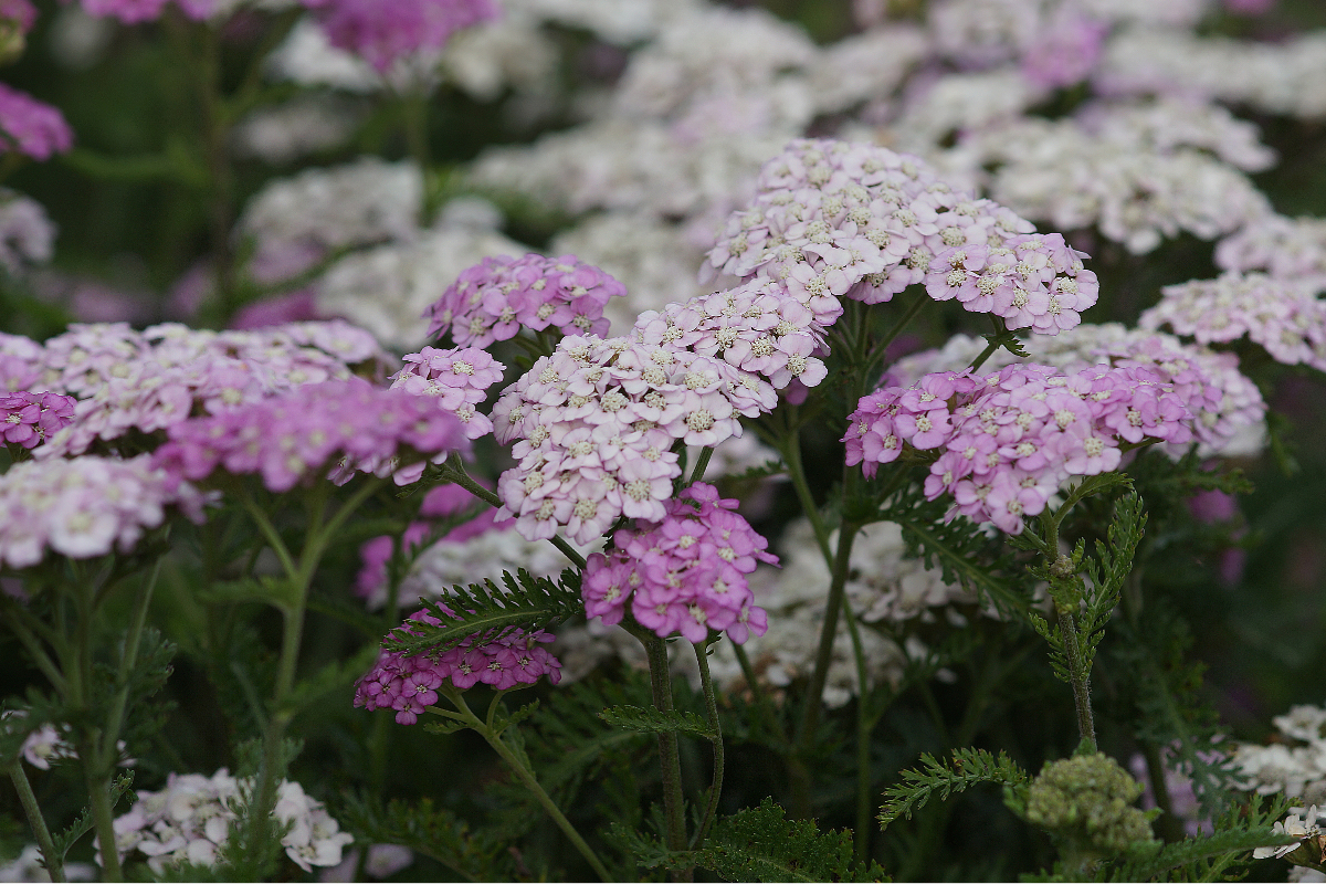 Achillea Millefolium-Hybr. 'Apfelblüte'