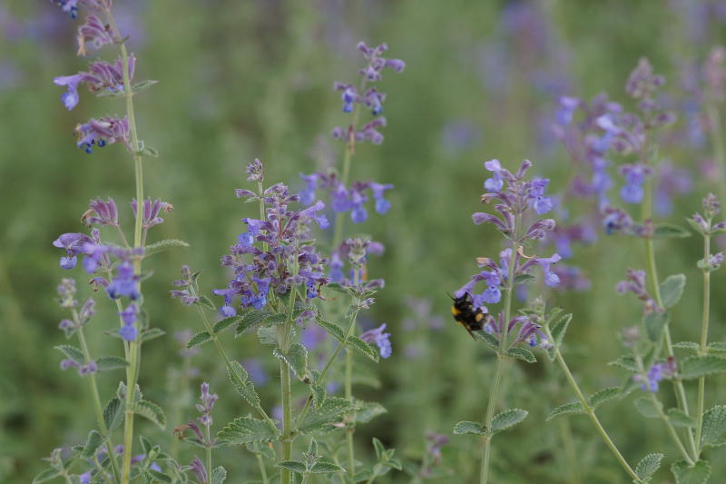 Nepeta x faassenii 'Six Hills Giant'
