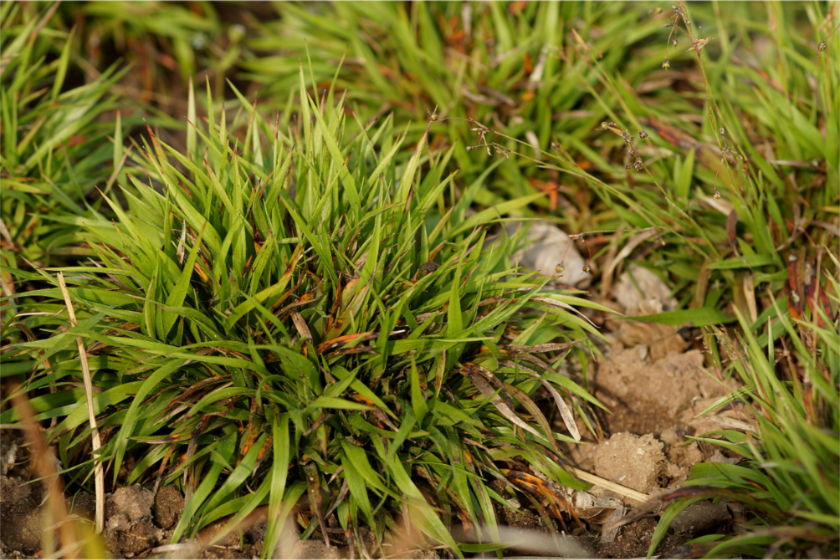 Luzula pilosa 'Igel' - gedrungene Haarmarbel