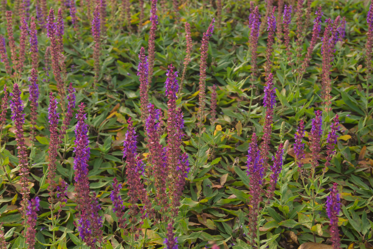 Salvia nemorosa 'Ostfriesland'