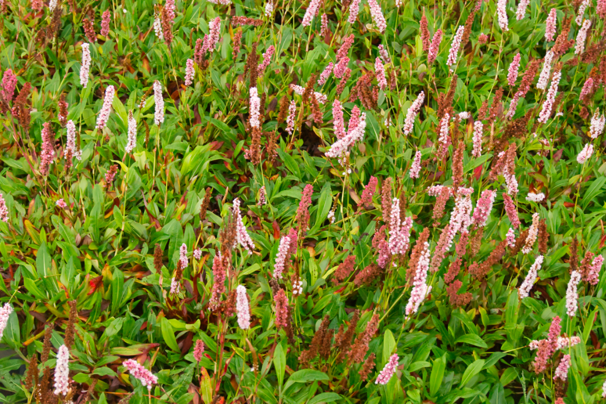Bistorta affinis 'Donald Lowndes'