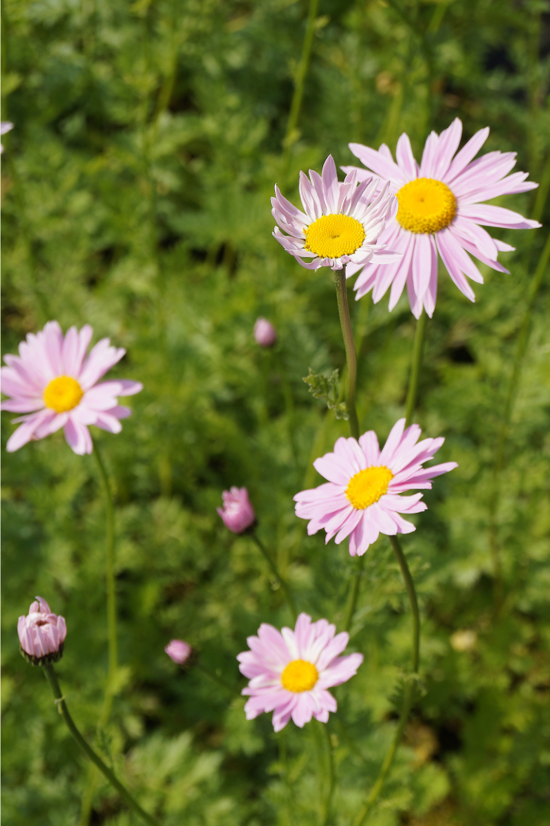 Tanacetum coccineum 'Robinsons Rosa'