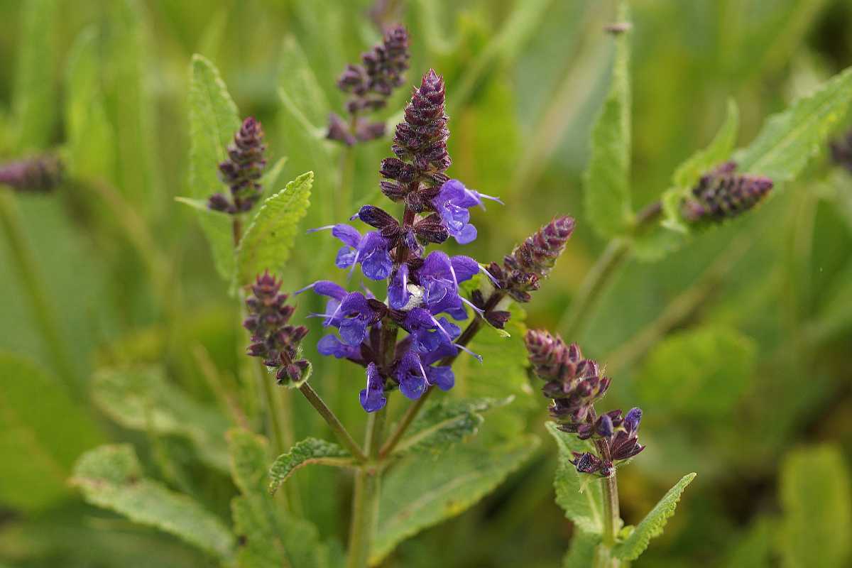 Salvia nemorosa 'Viola Klose'