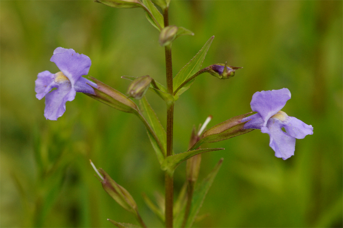 Mimulus ringens - Gauklerblume, Affenblume