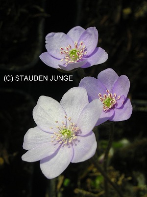 Hepatica nobilis