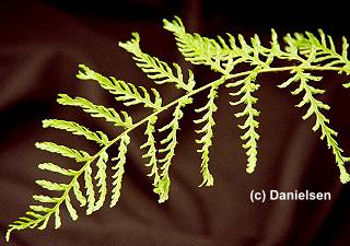 Dryopteris filix-mas 'Linearis Polydactylon' gen.