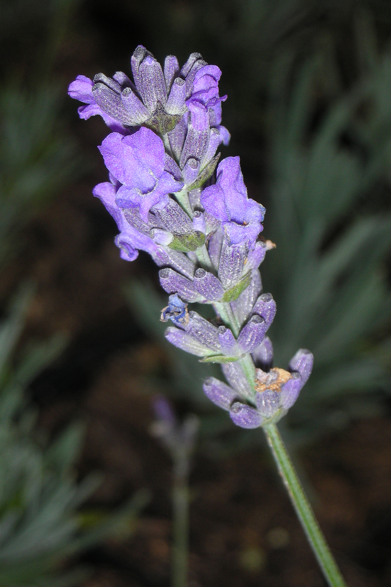 Lavandula x intermedia 'Grosso' - Provence-Lavendel