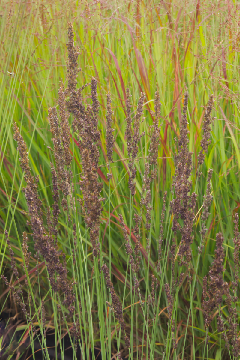 Molinia caerulea 'Moorhexe'