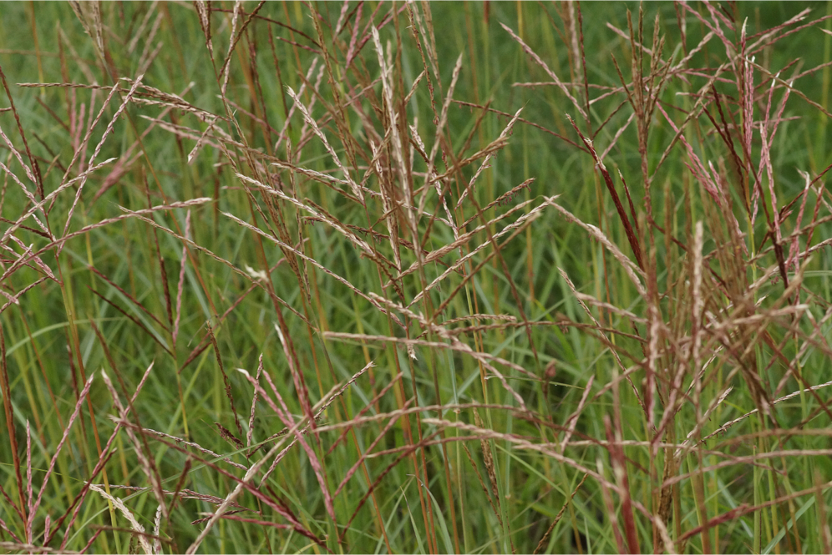 Miscanthus sinensis 'Ferner Osten' - Chinaschilf
