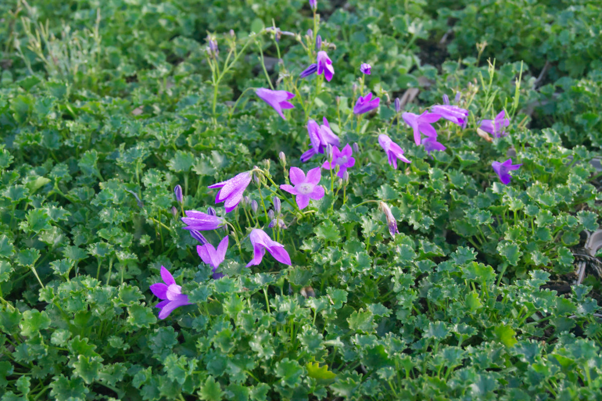 Campanula portenschlagiana 'Birch' - Teppichglockenblume