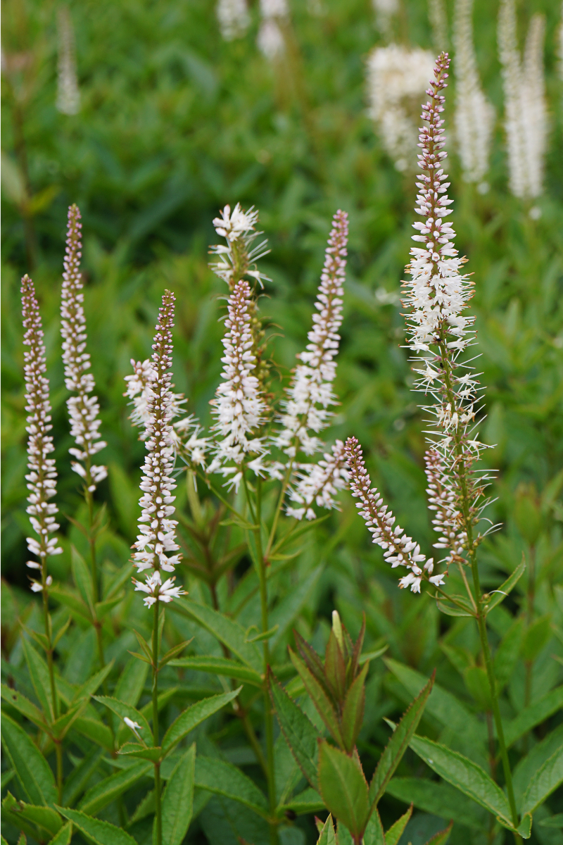 Veronicastrum (Veronica) virginicum 'Diana'