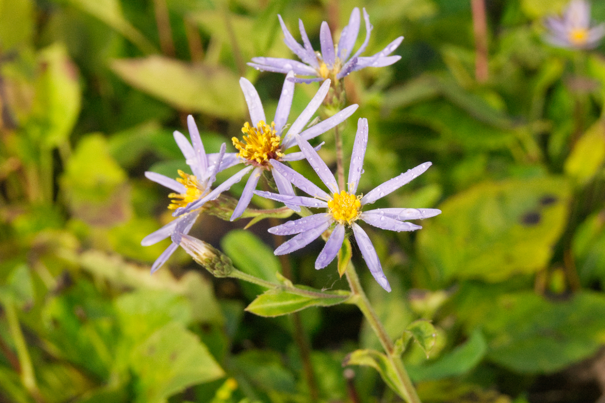 Aster macrophyllus 'Twilight'