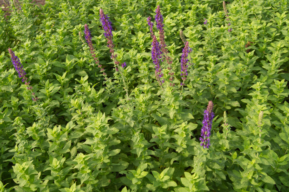 Salvia nemorosa 'Tänzerin'