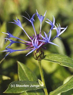 Centaurea montana