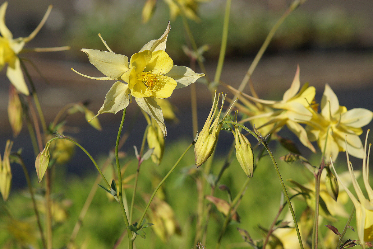 Aquilegia chrysantha 'Yellow Queen' - Akelei