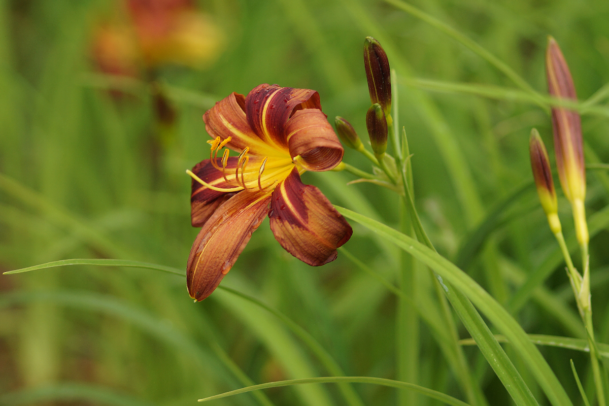 Hemerocallis Hybride 'Brunette' - Taglilie