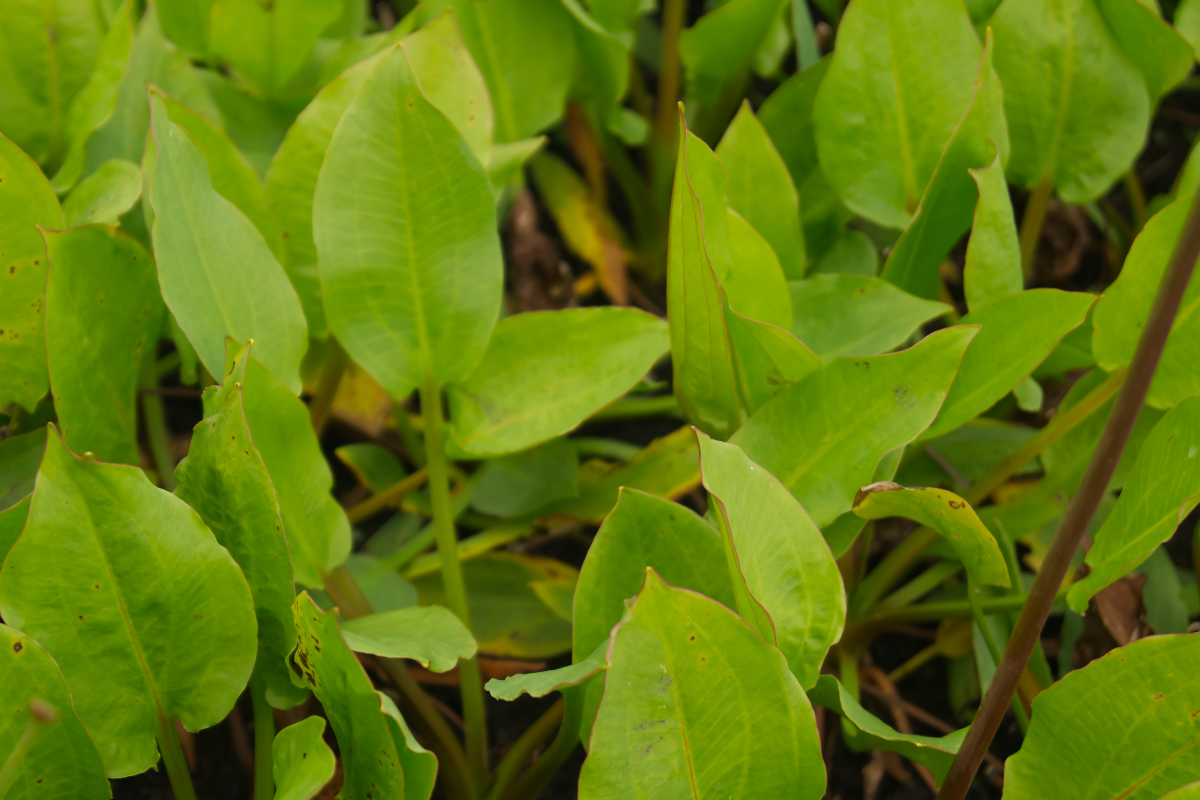 Alisma plantago-aquatica