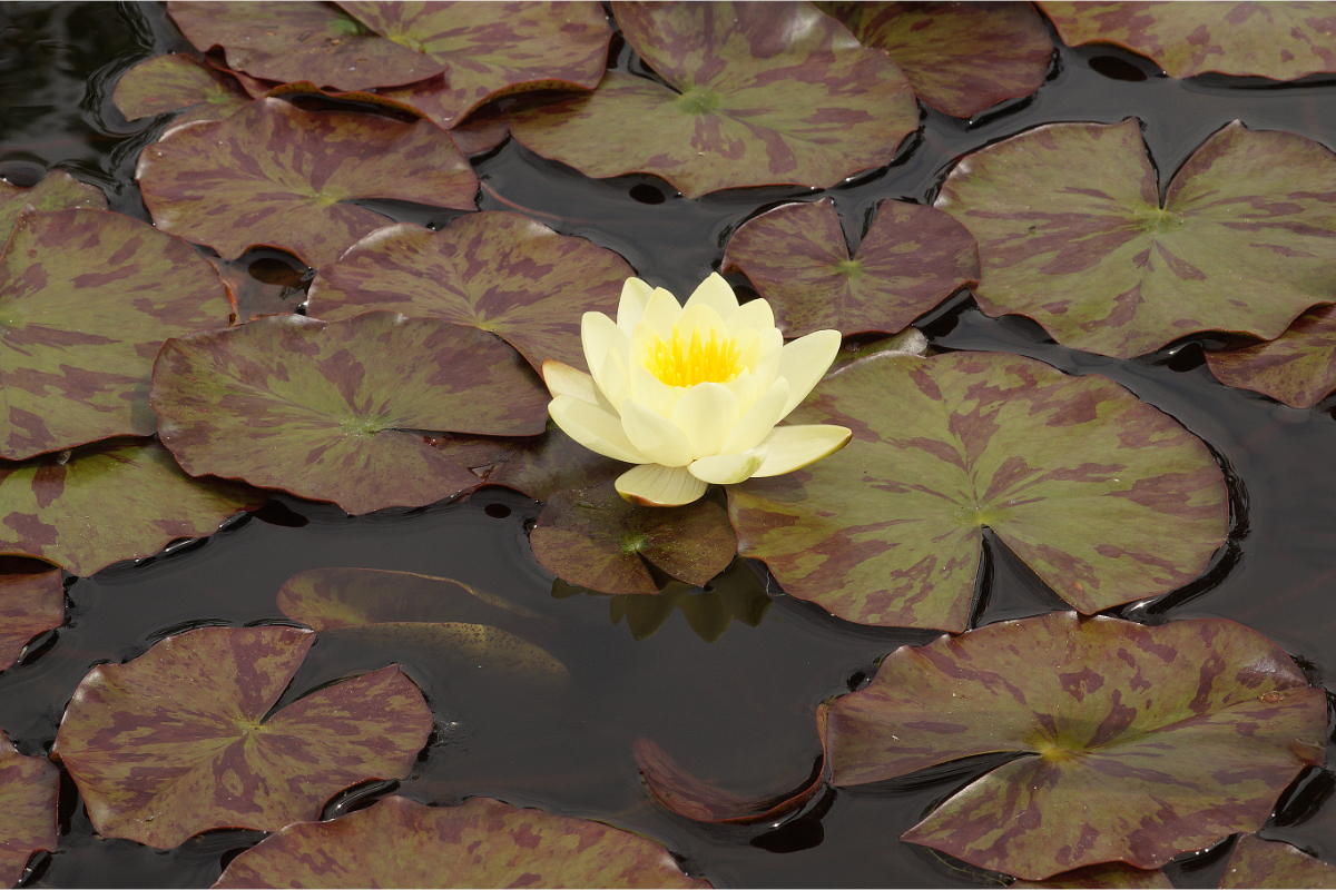 Nymphaea Hybride 'Marliacea Chromatella'