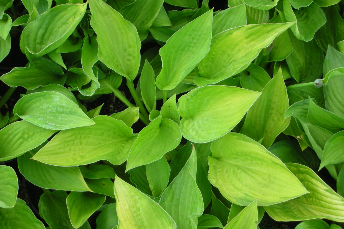 Hosta x fortunei 'Albopicta'(Aureomaculata)