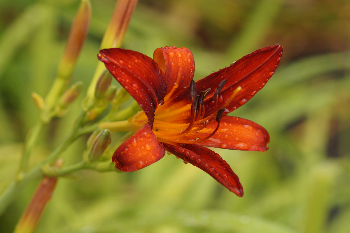 Hemerocallis Hybride 'Crimson Pirate' - Taglilie