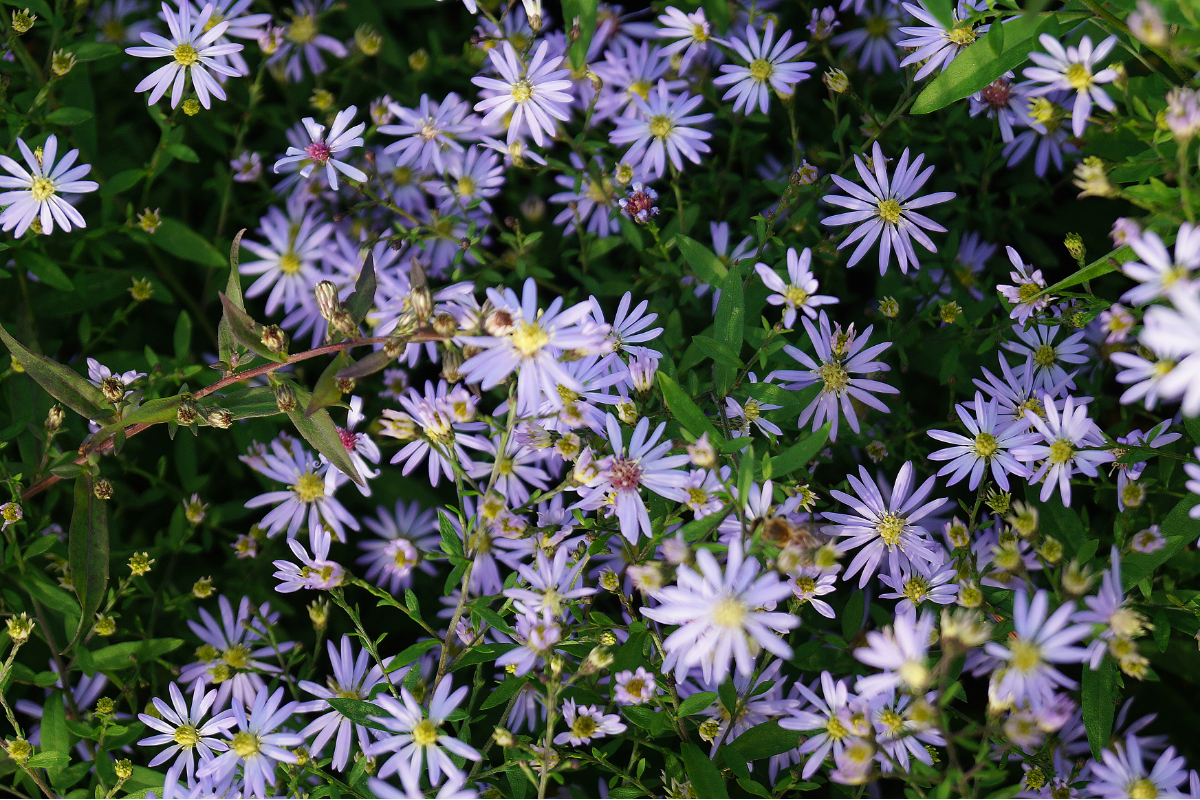 Aster ericoides 'Erlkönig' - Myrtenaster, Septemberkraut