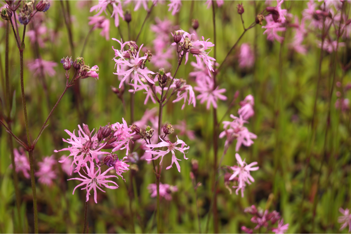 Lychnis flos-cuculi
