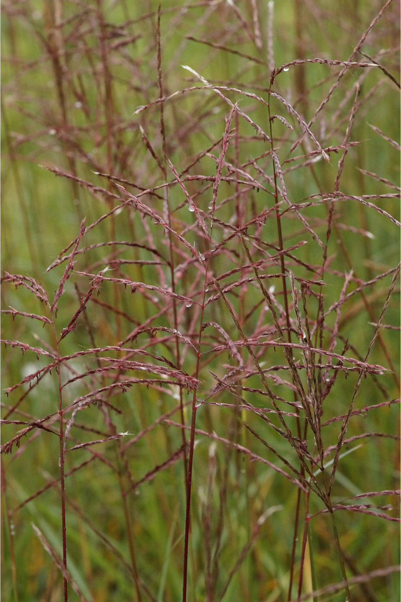 Miscanthus sinensis 'Ferner Osten'