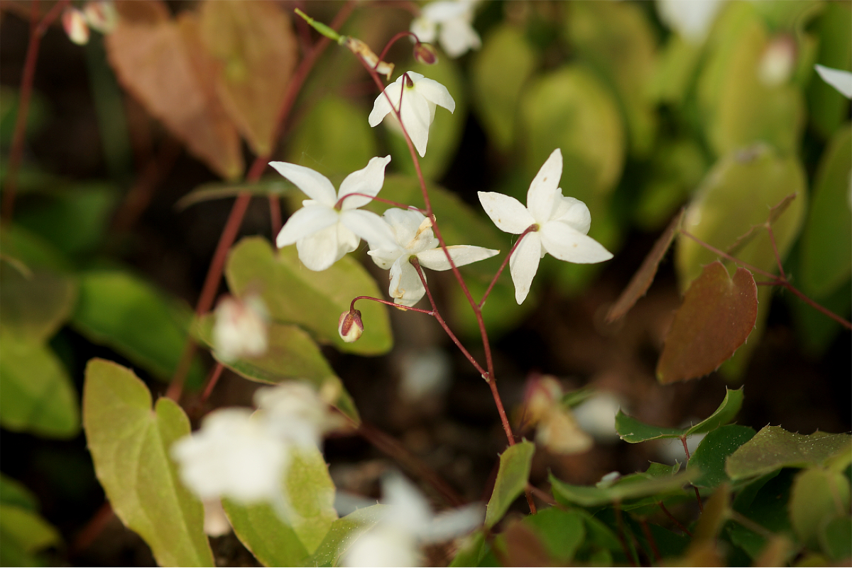 Epimedium x youngianum 'Niveum'
