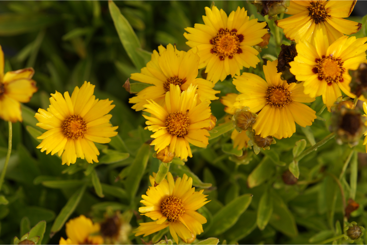 Coreopsis lanceolata 'Sterntaler' - Mädchenauge