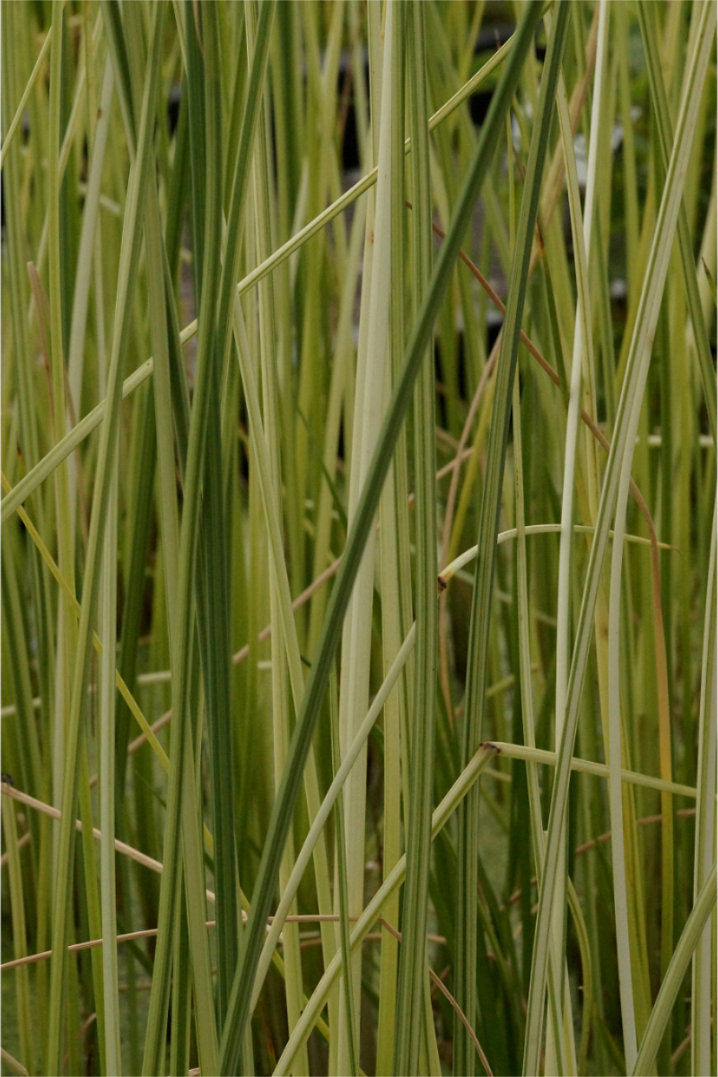 Scirpus (Schoenoplectus) lacustris  'Albescens' - Weiße Teichsimse