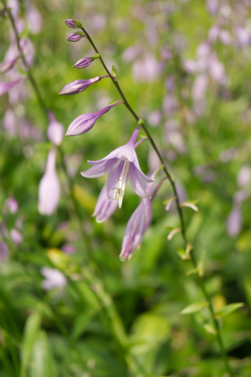 Hosta lancifolia