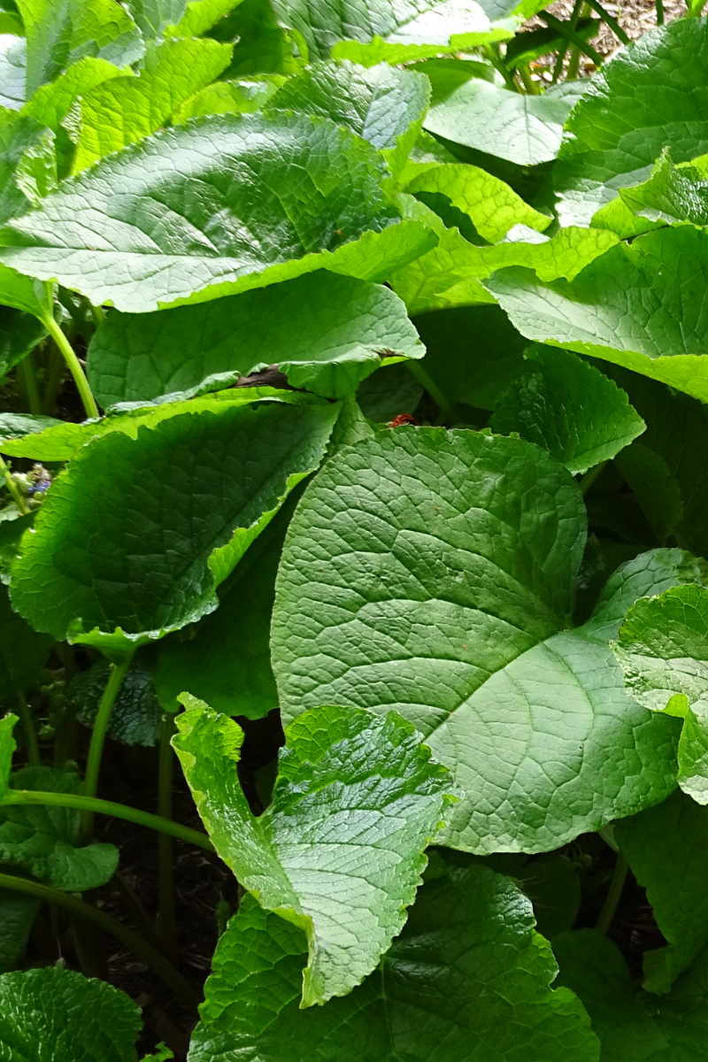 Trachystemon orientale