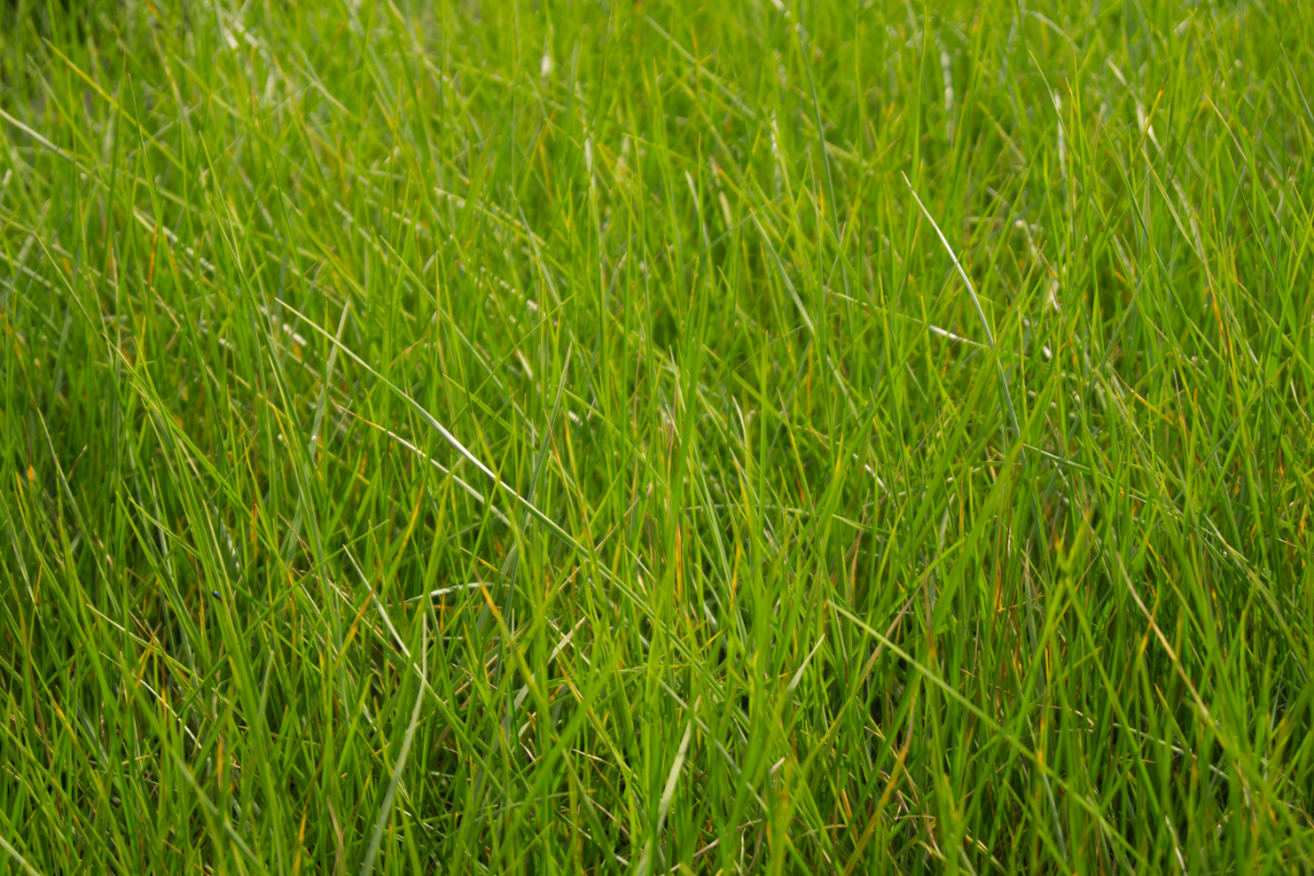 Festuca mairei - Atlasschwingel